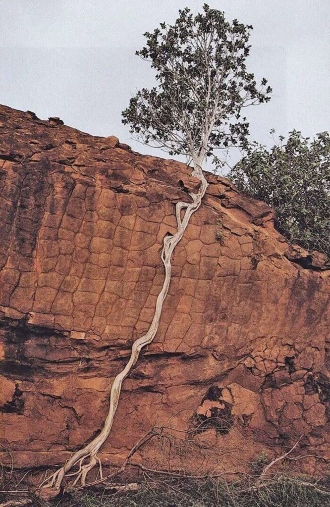 albero con lunghe radici