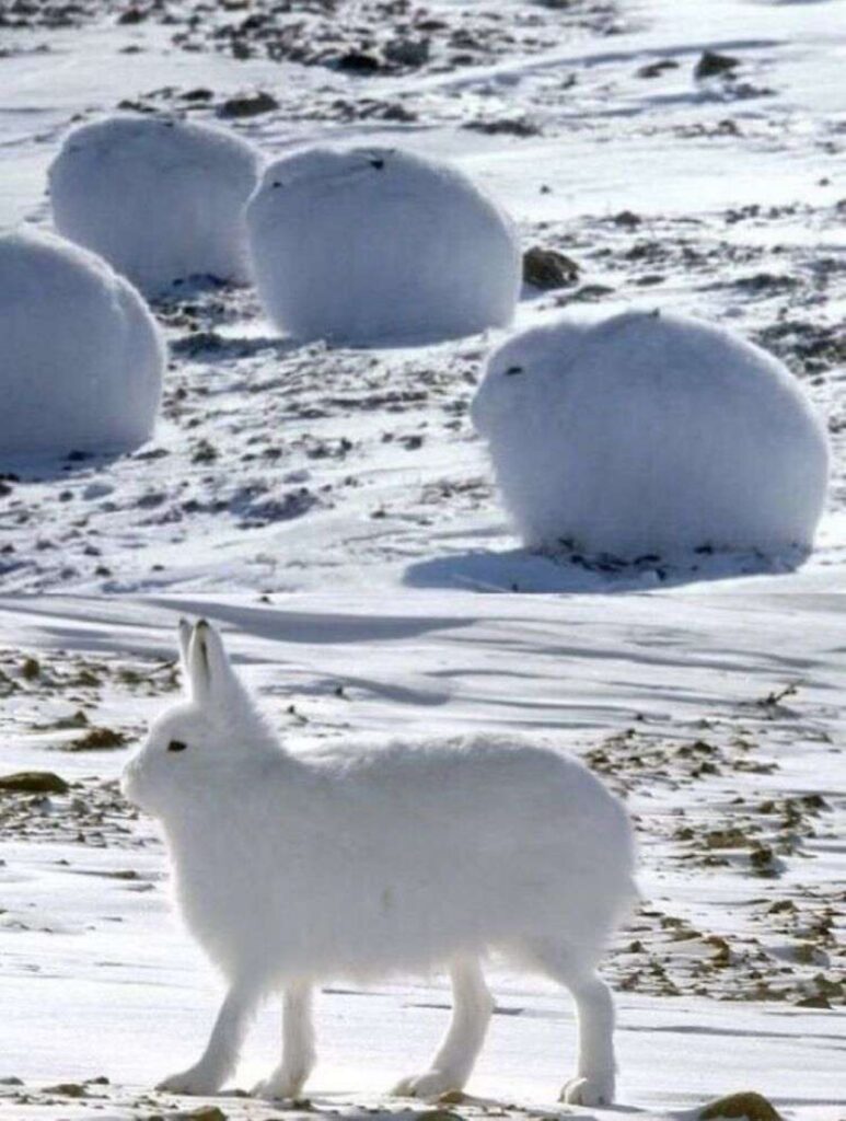 coniglio delle nevi