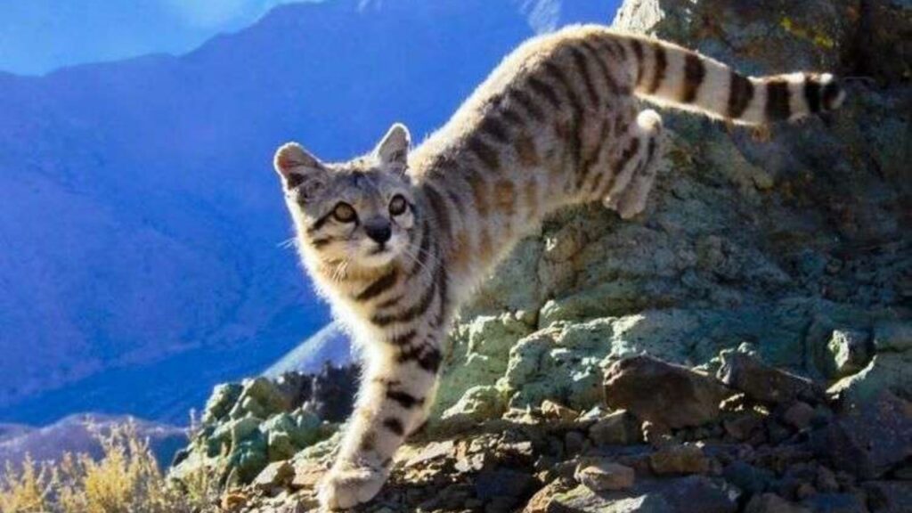 gatto delle Ande