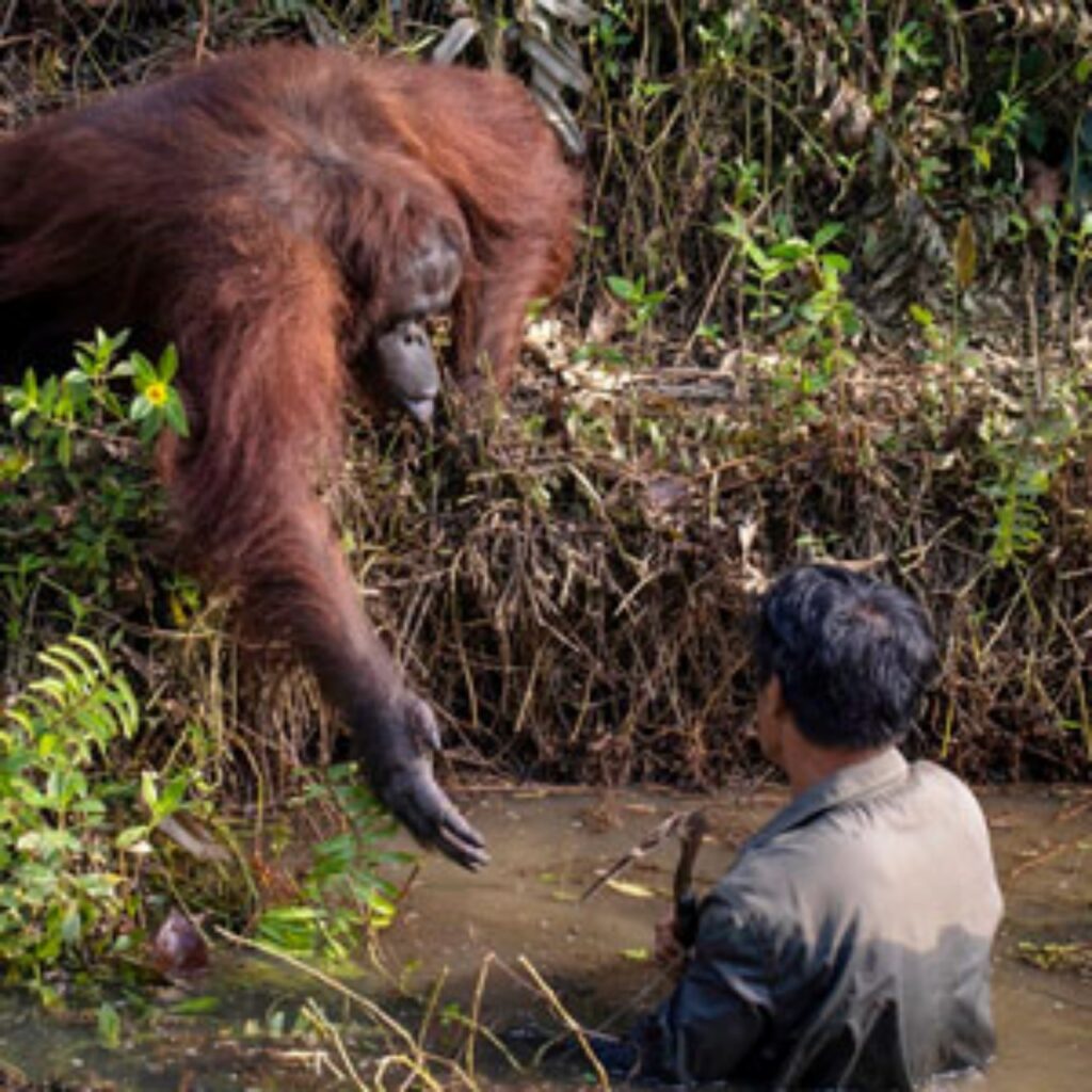 orango salva un uomo nel pozzo
