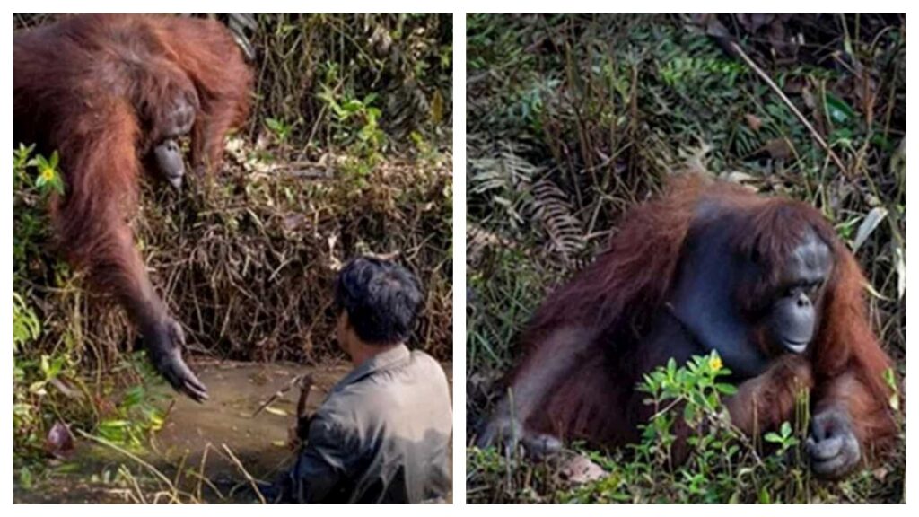 orango salva un uomo nel pozzo