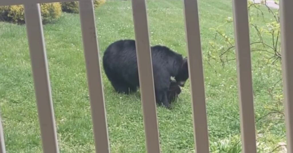 Orsa e cuccioli a casa di un amico