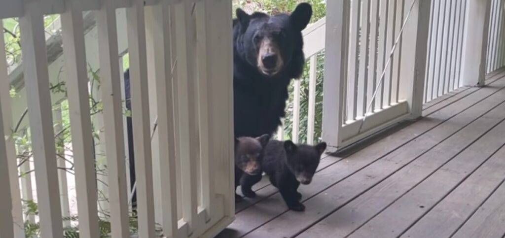 Orsa e cuccioli a casa di un amico