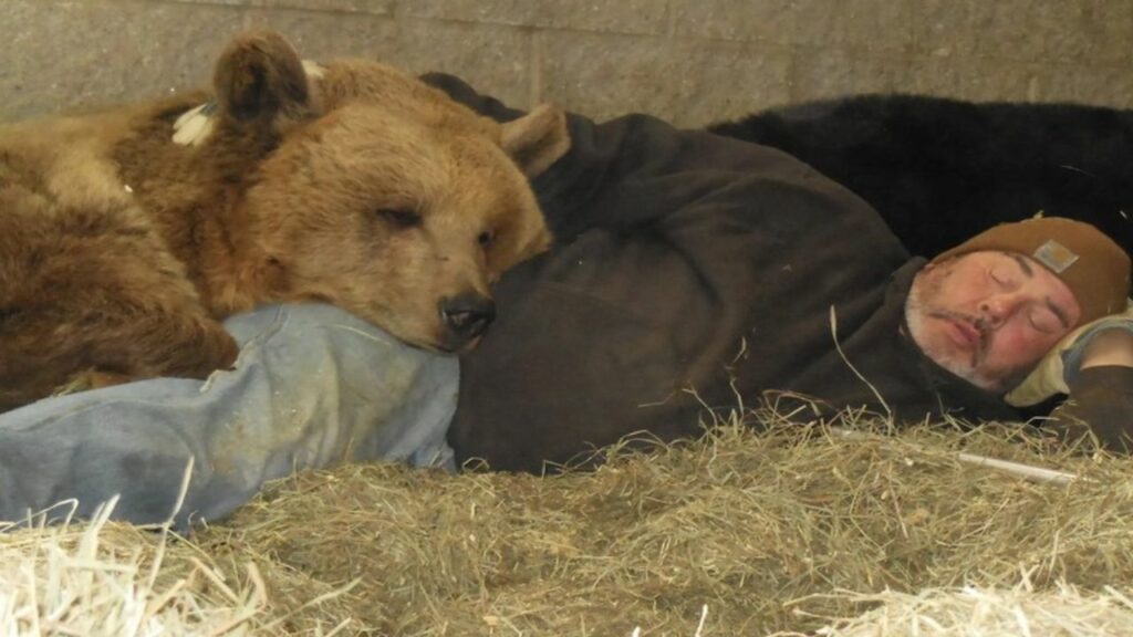 Un uomo decide di aiutare gli orsi orfani: dorme accanto a loro per farli sentire amati