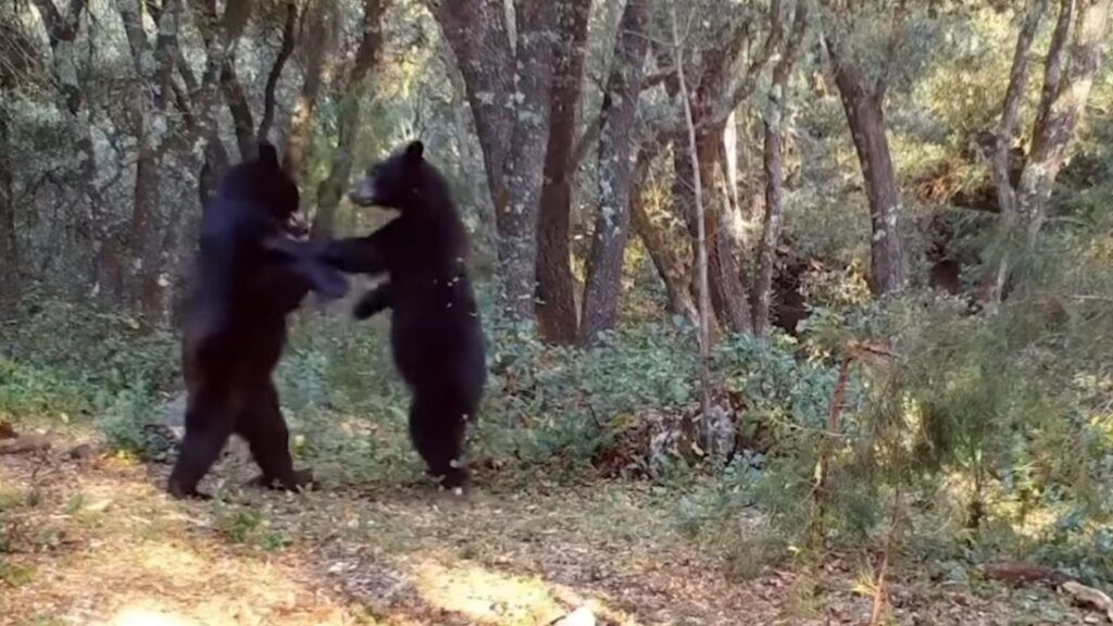 videotrappola riprende due orsi che giocano