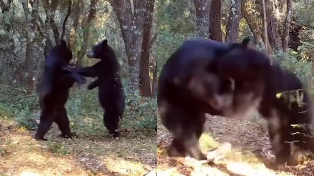 videotrappola riprende due orsi che giocano