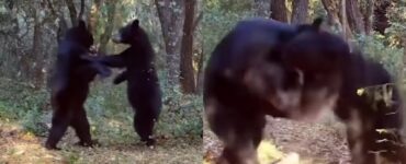 videotrappola riprende due orsi che giocano