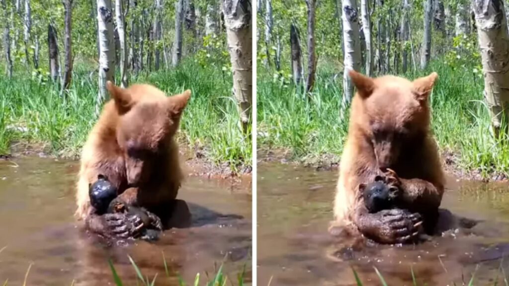 orso vero con un orso giocattolo