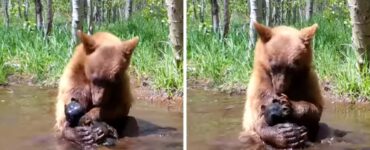 orso vero con un orso giocattolo