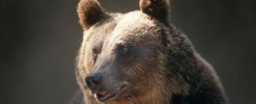 orso marsicano
