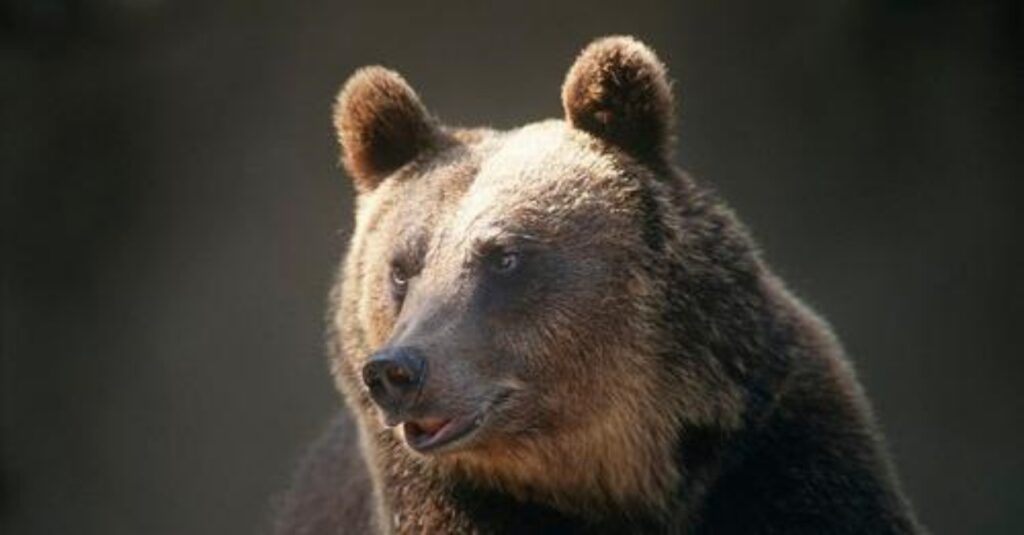 orso in Abruzzo