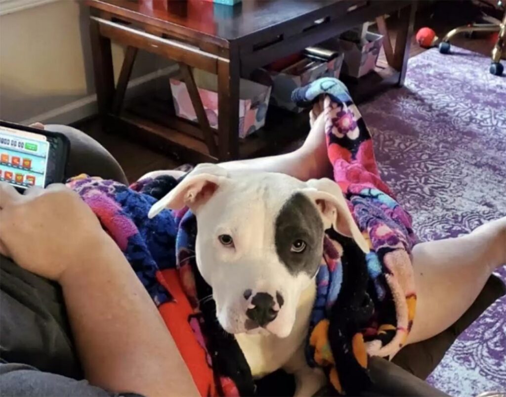 pitbull adottato