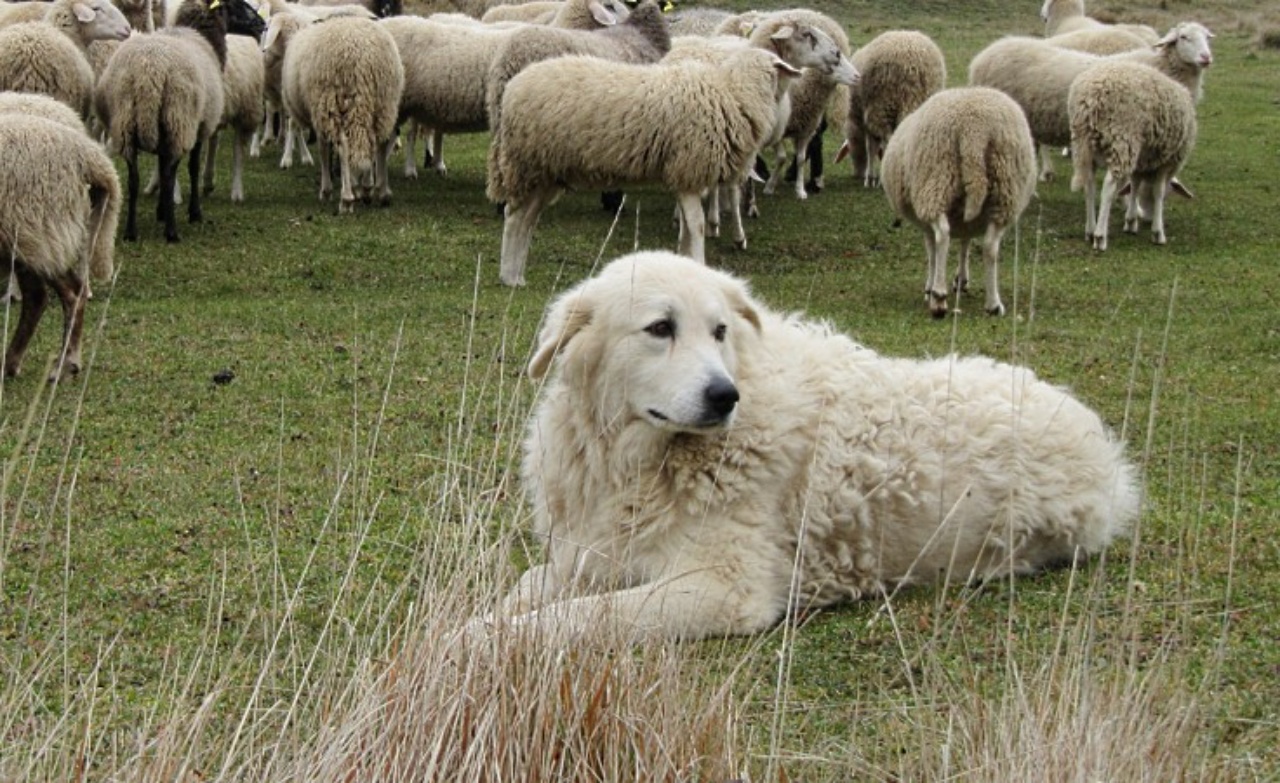 Пасу овечек. Маремма-абруццкая овчарка. Чабанская собака пастушья. Турецкая собака пастух Акбаш. Овчарка пастушья порода.