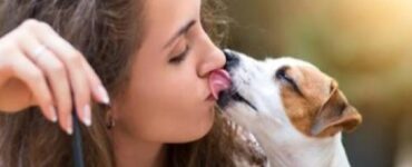 perdere animale domestico cane