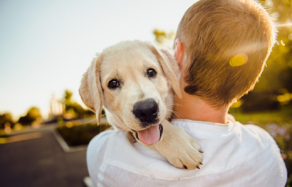 cane come animale domestico