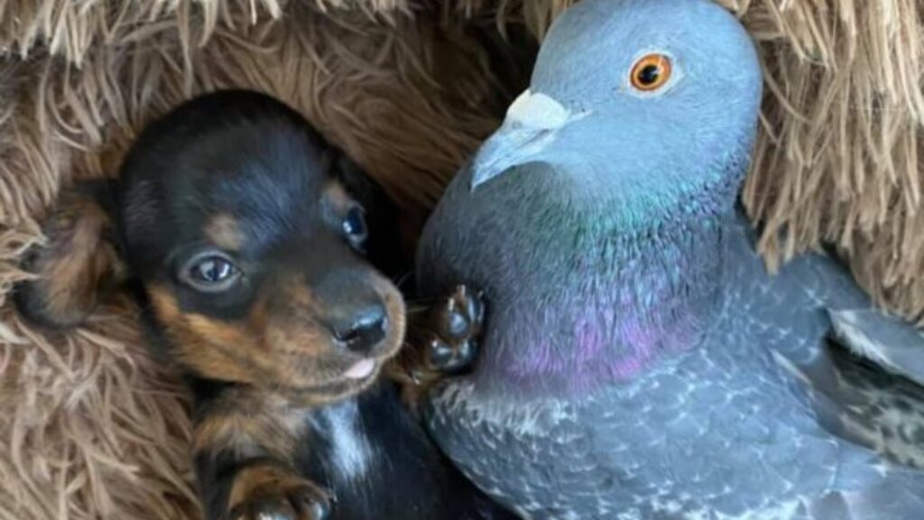 piccione e cane sono amici