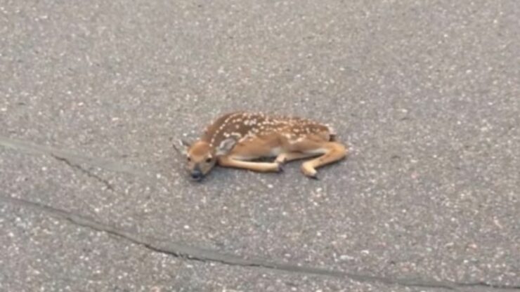un piccolo cerbiatto si addormenta in mezzo alla strada