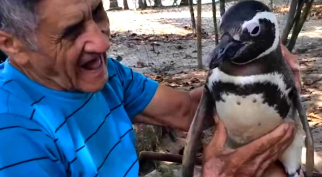 pinguino va a trovare il suo salvatore