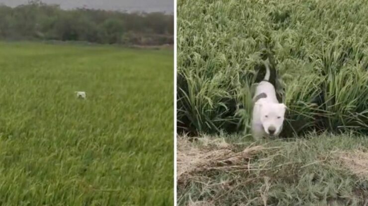 Pitbull corre felice e spensierato in un pascolo completamente per lui (VIDEO)