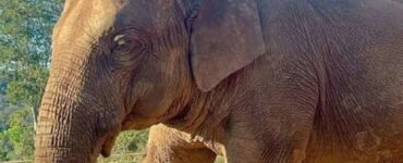 elefante morto a 55 anni