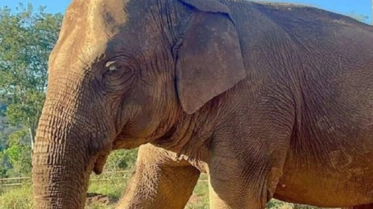 elefante morto a 55 anni