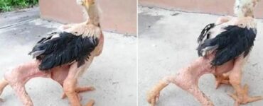 Pollo con 4 zampe sopravvive nonostante la sua disabilità