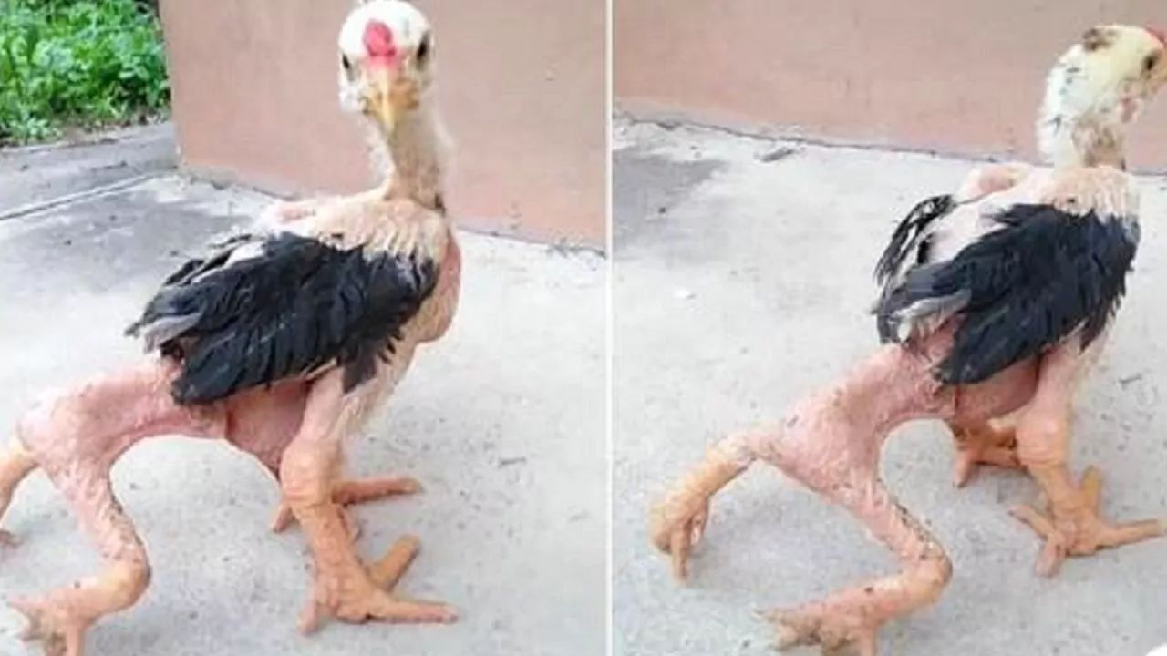 Pollo con 4 zampe sopravvive nonostante la sua disabilità