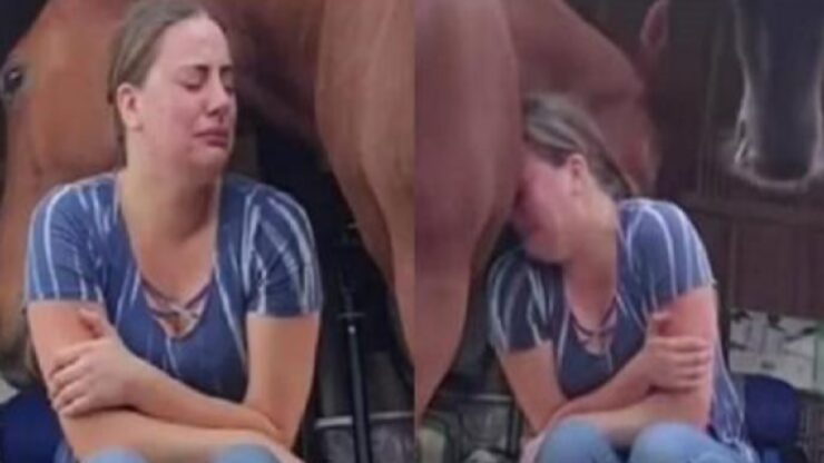 un cavallo consola la sua padrona