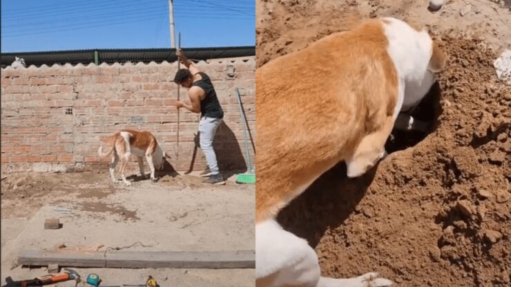 cane aiuta padrone operaio a scavare