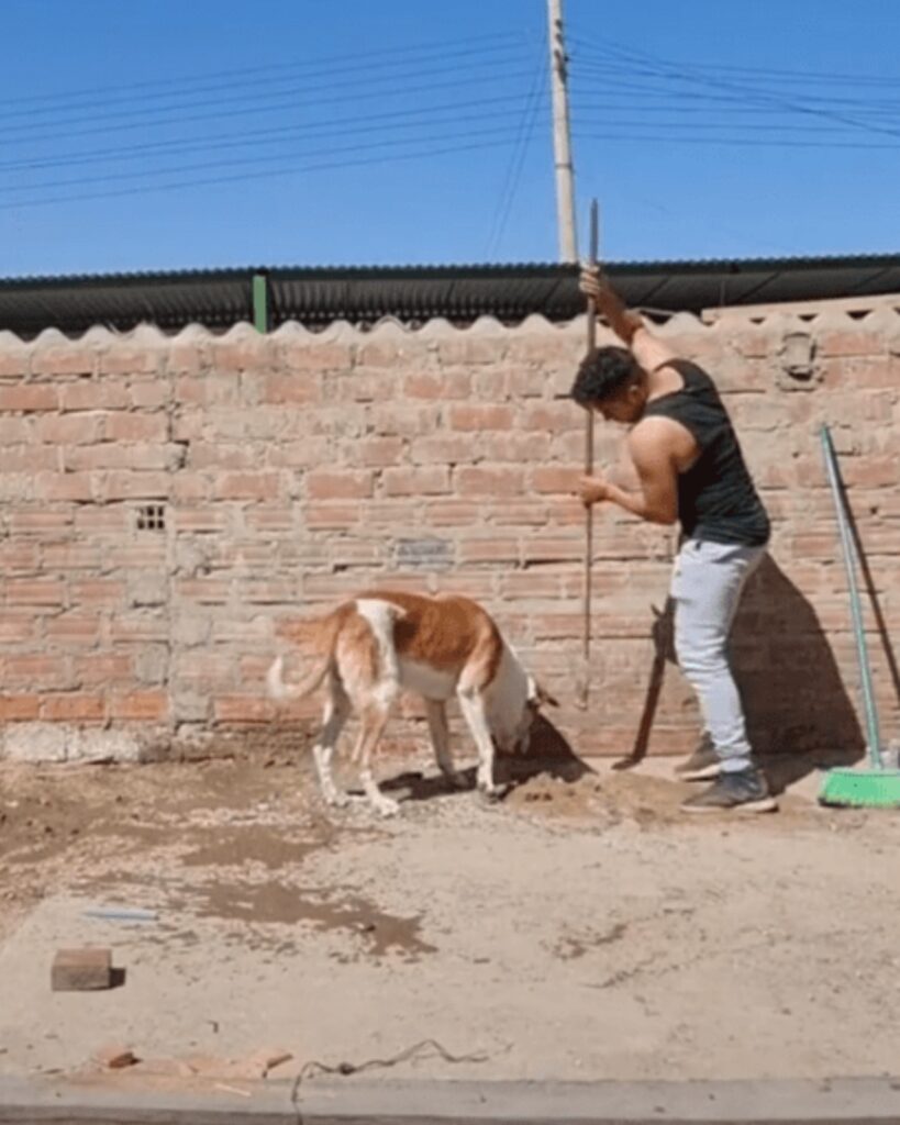 cane aiuta padrone operaio a scavare