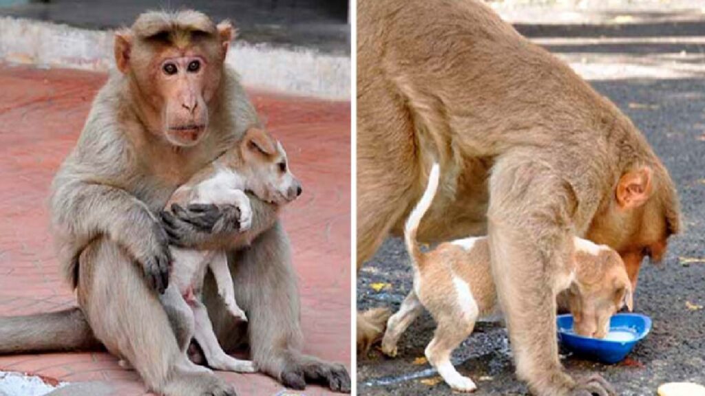 scimmia protegge cucciolo indifeso