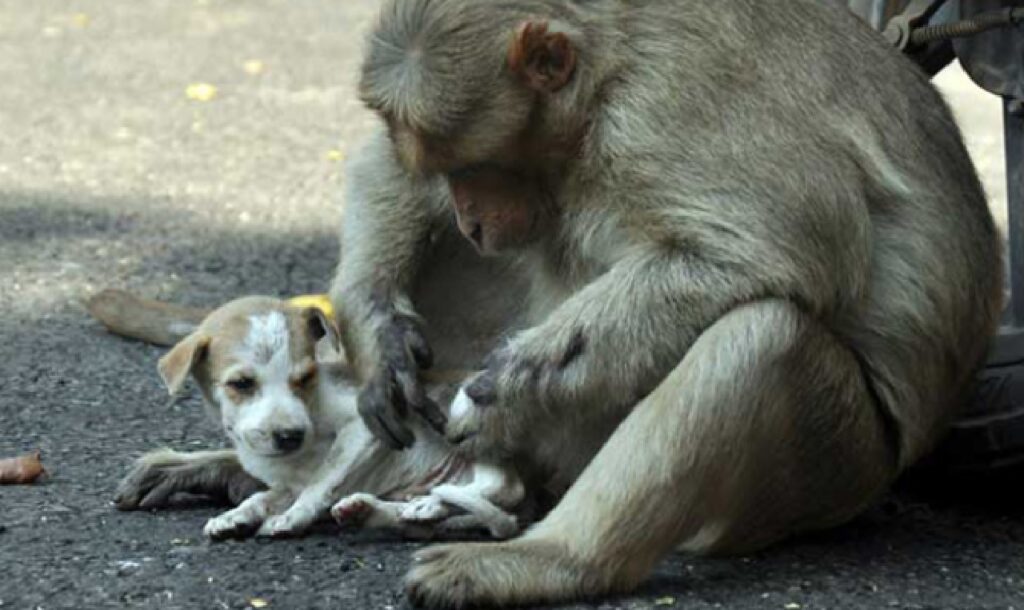 scimmia e cucciolo di cane