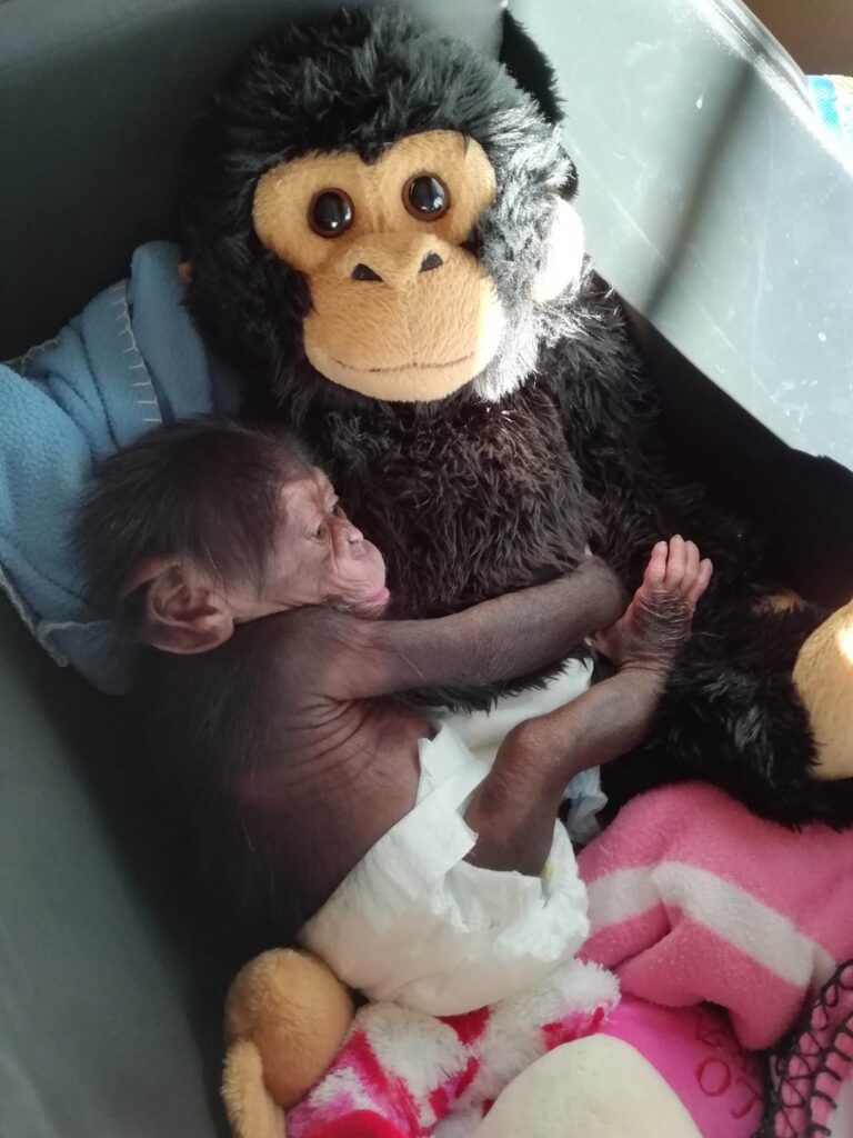 scimpanze rifiutato dalla mamma
