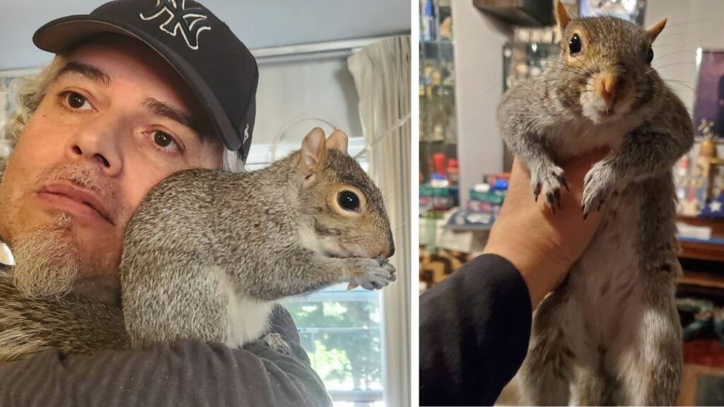 Un uomo si prende cura di uno scoiattolo sin da cucciolo e al momento di liberarlo non voleva andarsene