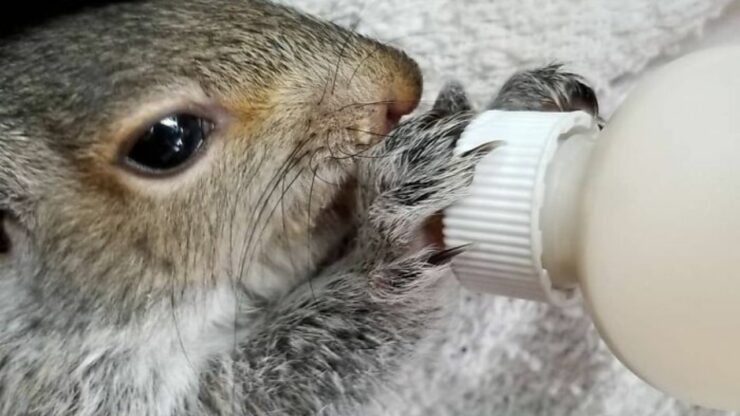 Un uomo si prende cura di uno scoiattolo sin da cucciolo e al momento di liberarlo non voleva andarsene