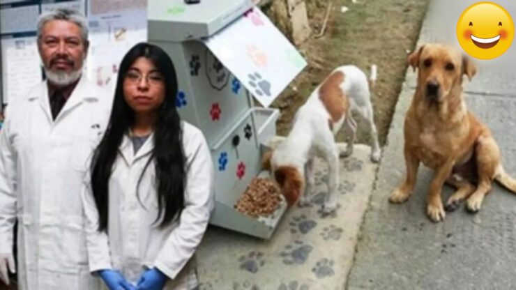 Studentessa crea crocchette per cani randagi