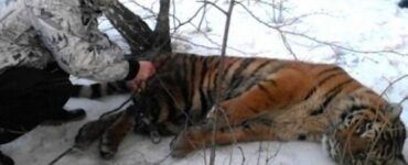 Medico cura tigre ferita