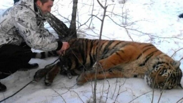 Medico cura tigre ferita