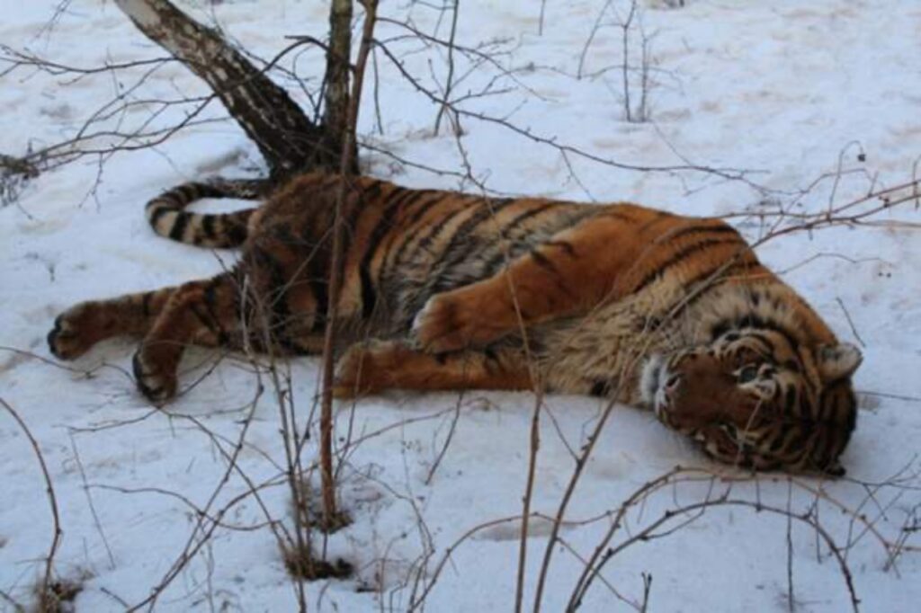 Tigre ferita accasciata a terra
