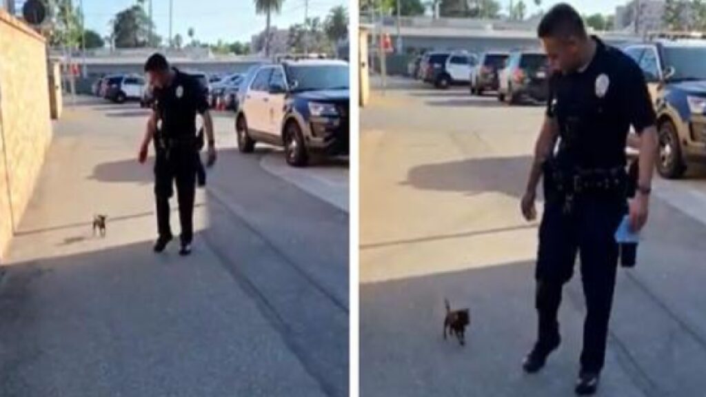 un cucciolo senza tetto chiede aiuto alla polizia