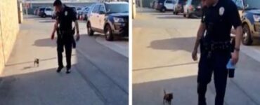 un cucciolo senza tetto chiede aiuto alla polizia