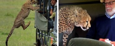 ghepardo zoo safari