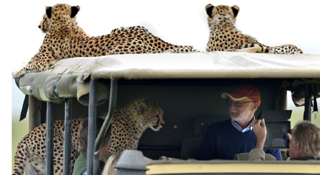 ghepardo veicolo durante zoo safari