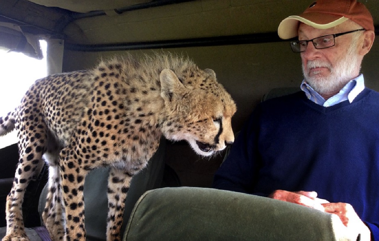 ghepardo sale sul veicolo dell'uomo durante lo zoo safari