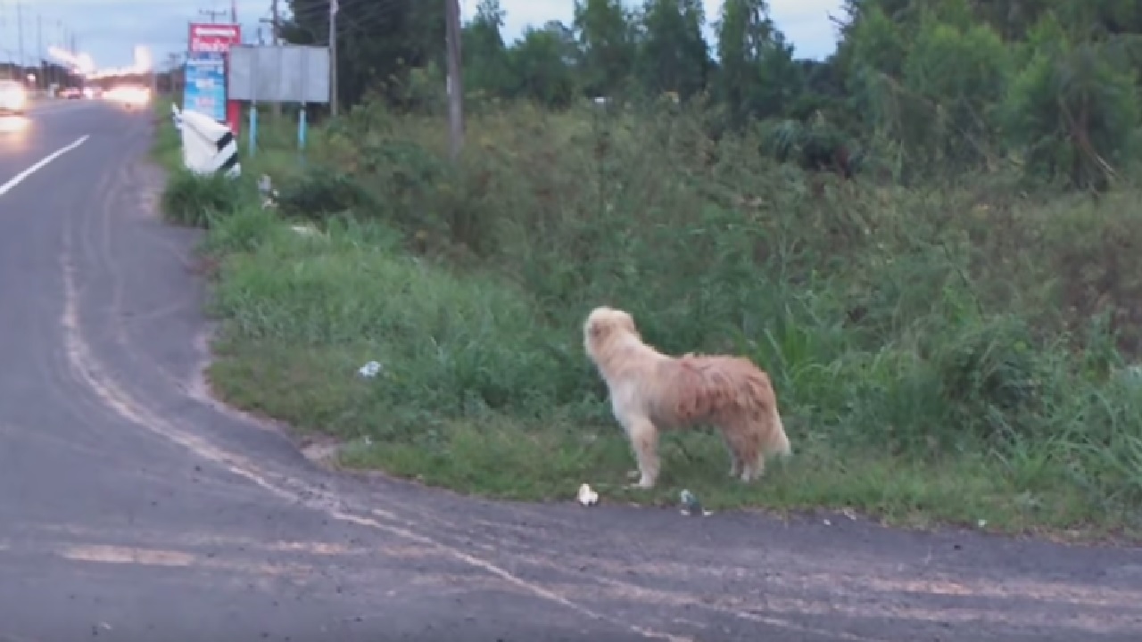 cucciolo di pastore thailandese aspetta i suoi padroni