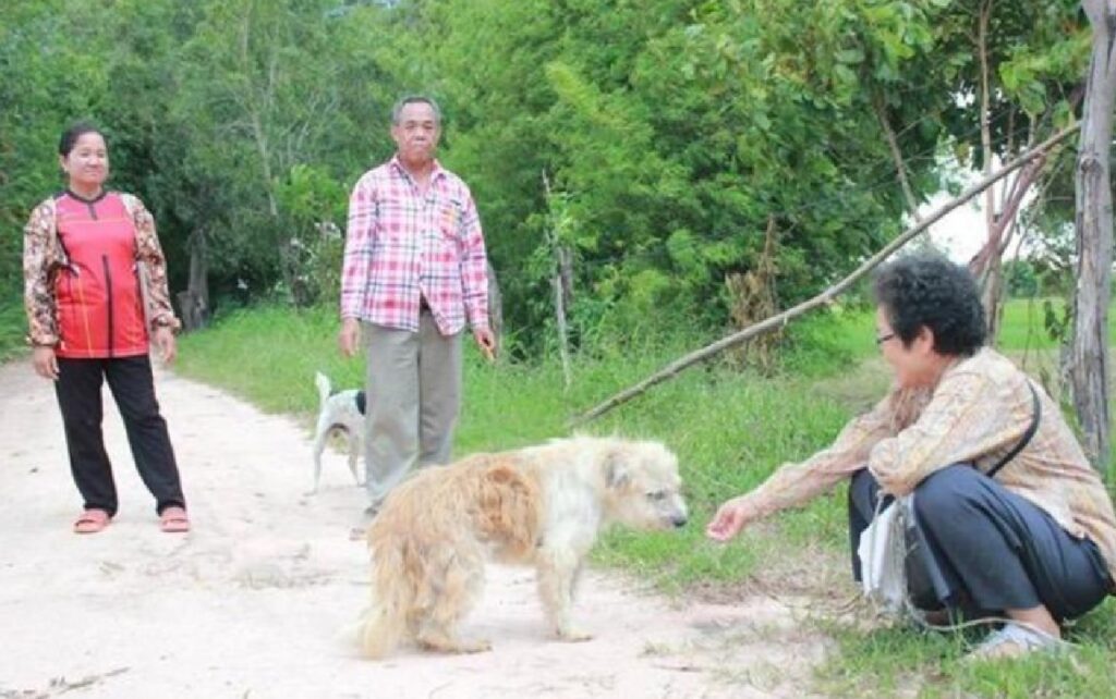 cucciolo di pastore thailandese sul ciglio della strada