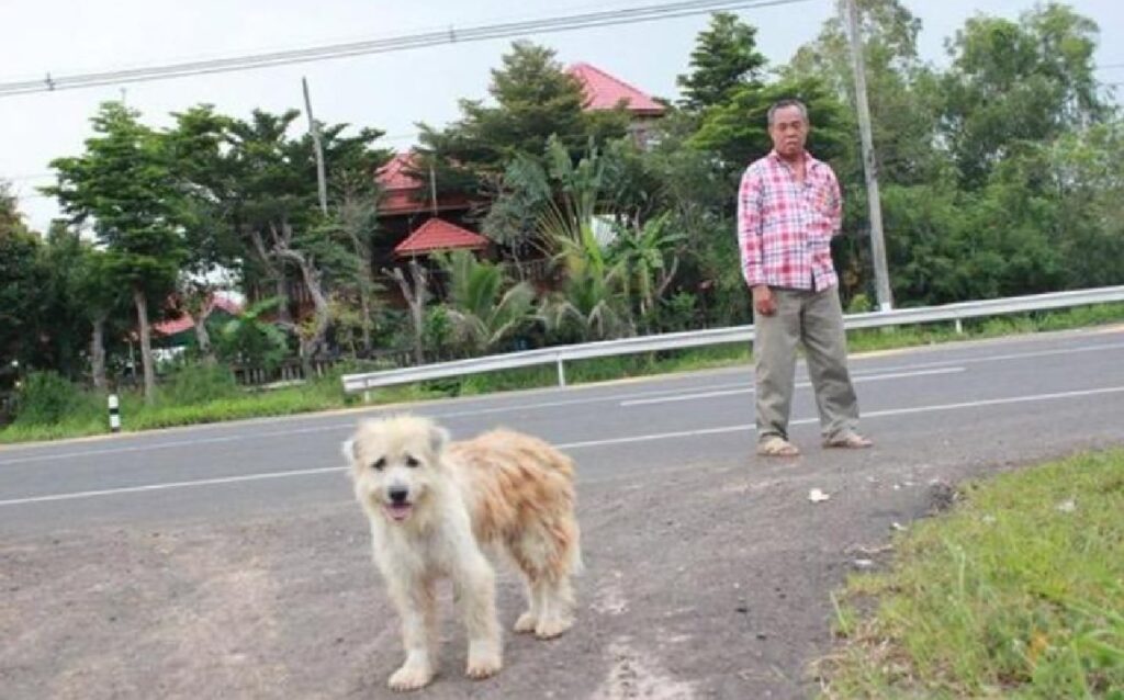 cucciolo di pastore thailandese ritrova famiglia