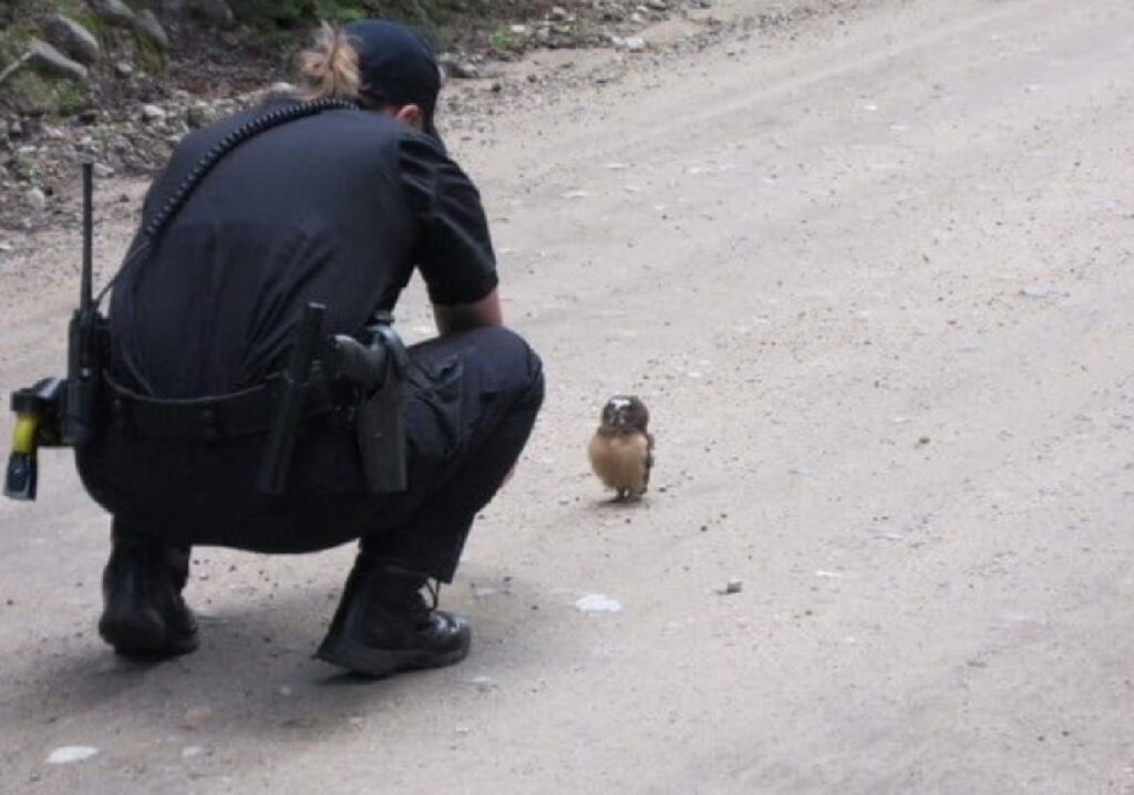 gufo e donna polizia