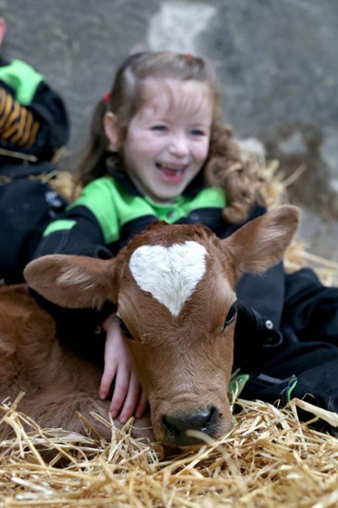 vitello adorabile con bambina