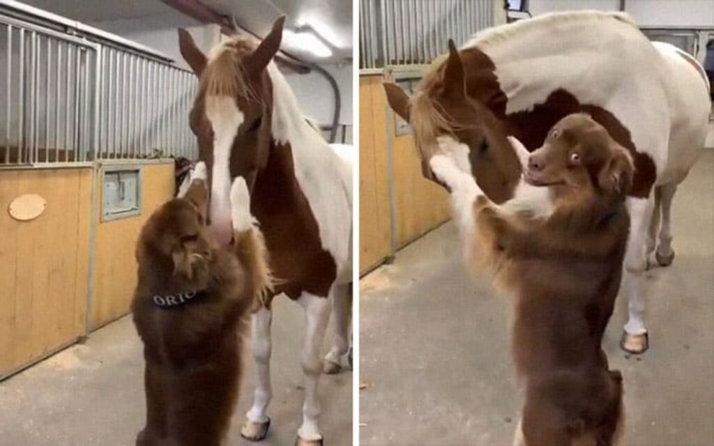 cane coccola il cavallo